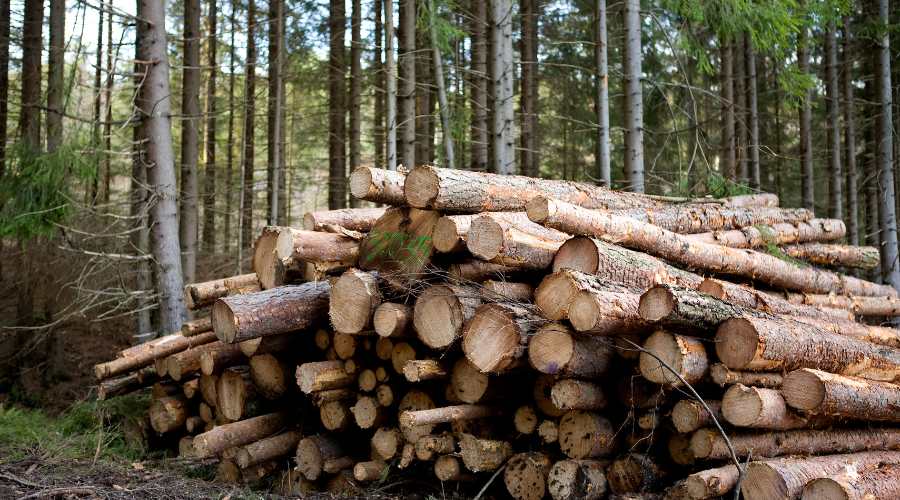 Aprovechamientos de los montes y regeneración de los montes