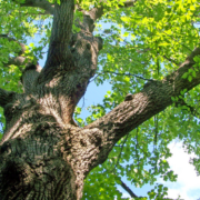 gestion forestal sostenible