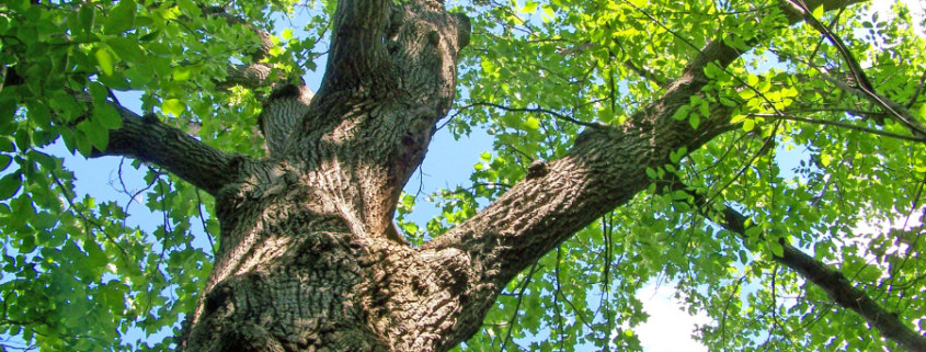 gestion forestal sostenible