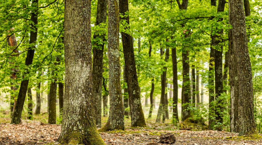madera gestion forestal