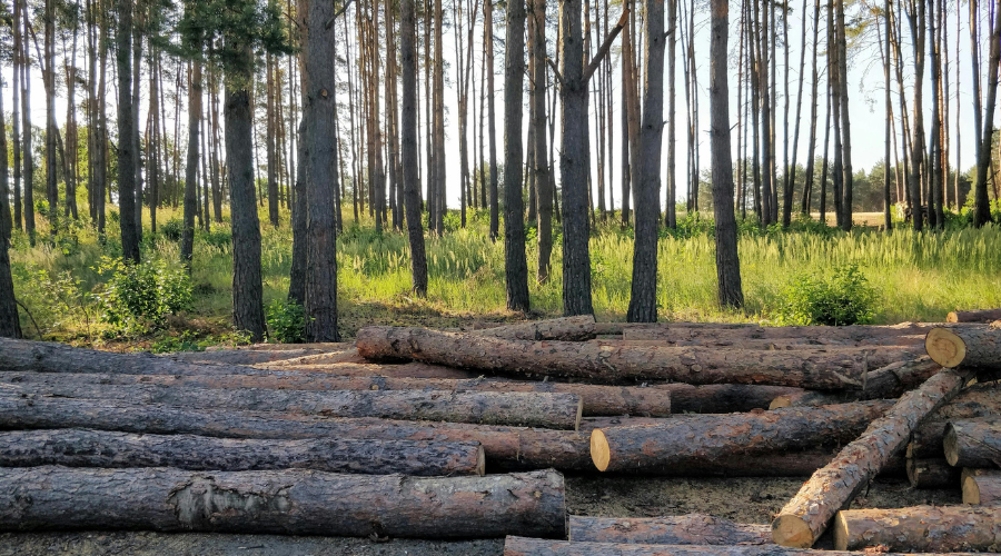 bioeconomía forestal